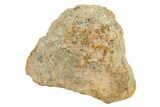 Polished Howardite Meteorite Section ( g) - Bechar #286920-1